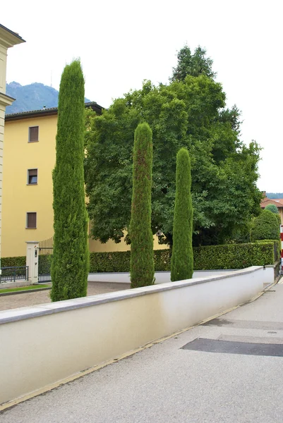 Τρία δέντρα στην Ελβετία — Φωτογραφία Αρχείου
