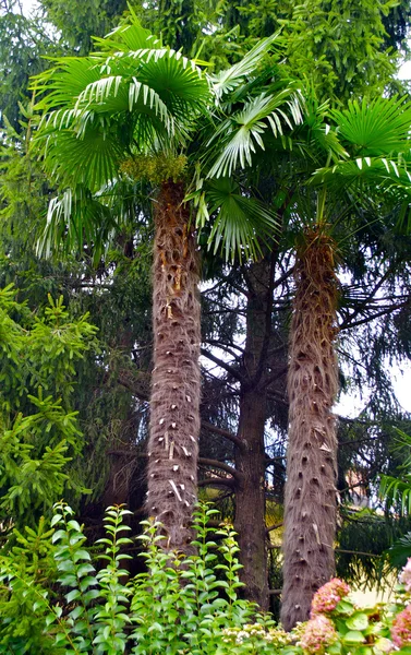 Two palms in Lugano, Switzerland — Zdjęcie stockowe