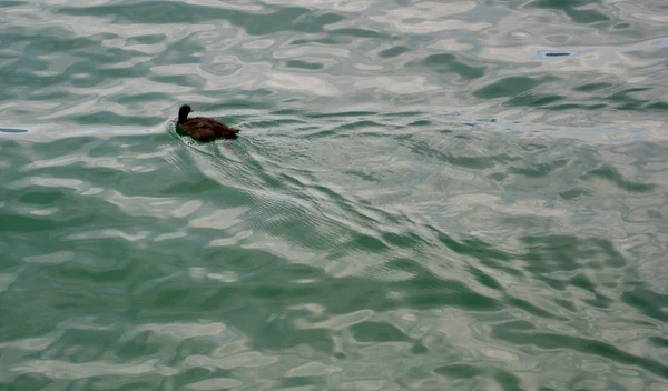 Eenden zwemmen in het meer — Stockfoto