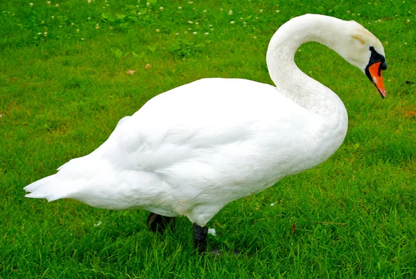 Mooie witte zwaan muren over het gras en eet het — Stockfoto