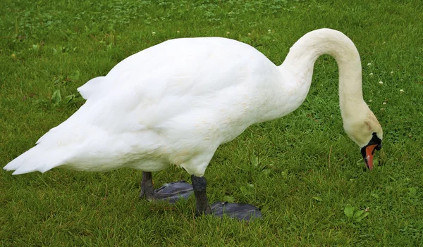 Mooie witte zwaan eet het gras — Stockfoto