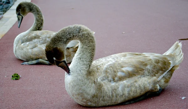 Een zwaan reinigt zijn veren — Stockfoto