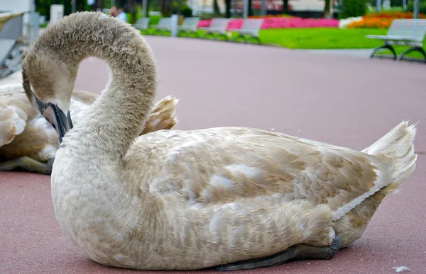 Ein Schwan putzt seine Federn — Stockfoto