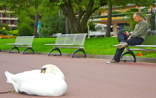 白鳥と男性の — ストック写真