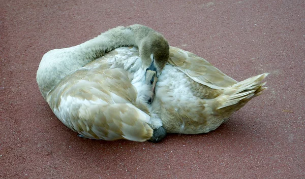 A swan sleeps on the road — Stock Photo, Image