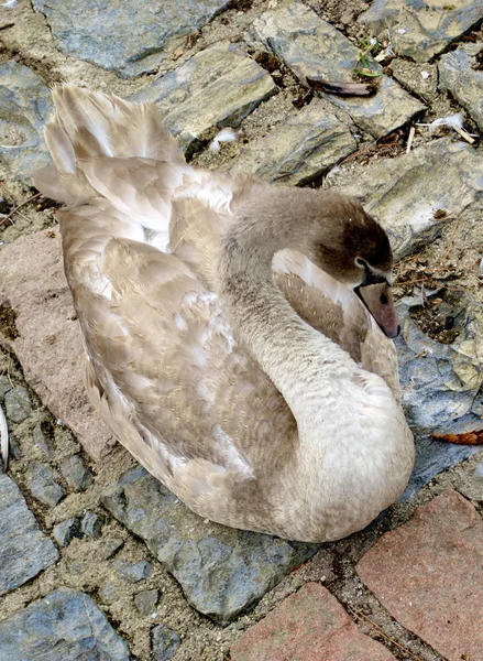 Beautiful swan lays on the stones — Stock Photo, Image