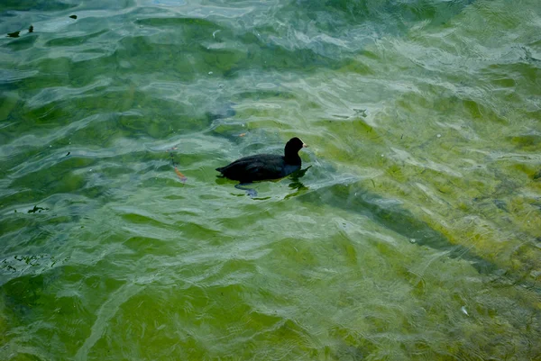 Canard nage dans l'eau — Photo