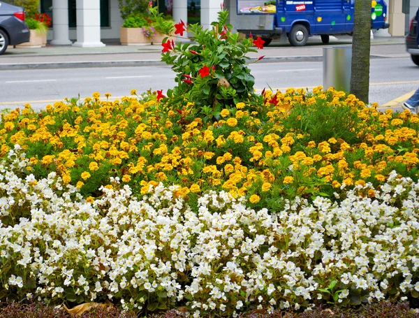Flowers in Lugano, Switzerland — Stock Photo, Image