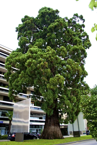 Árbol enorme en Lugano, Suiza — Foto de Stock