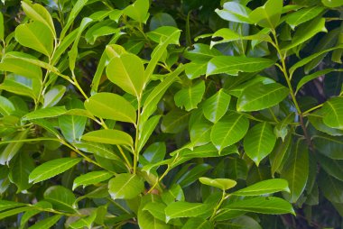 Yeşil güzel yaprakları