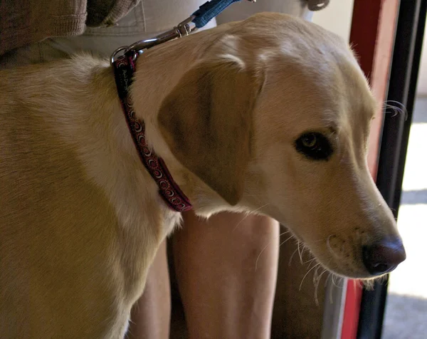 Retrato de um triste labrador — Fotografia de Stock