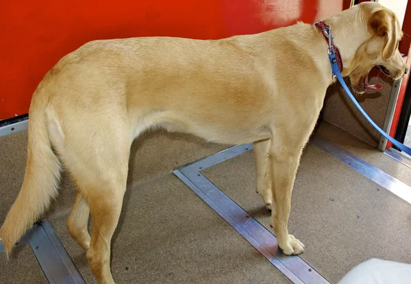 Labrador muito bonito — Fotografia de Stock