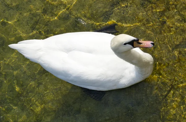 Bílá labuť v řece — Stock fotografie