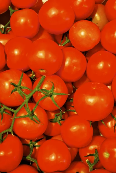 Tomater i rutan — Stockfoto