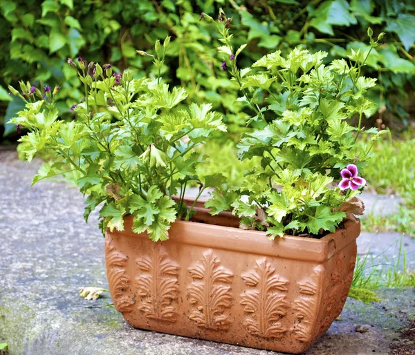 Planter i kjelen – stockfoto