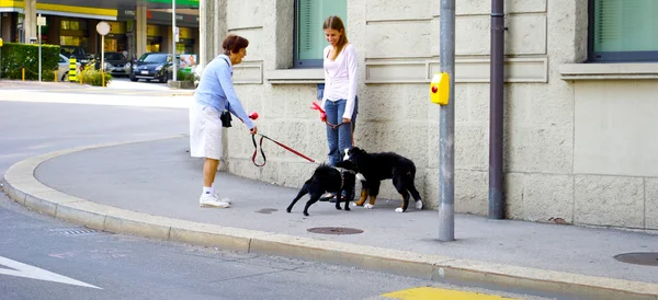 Köpeklerle sokakta bir araya geldi — Stok fotoğraf