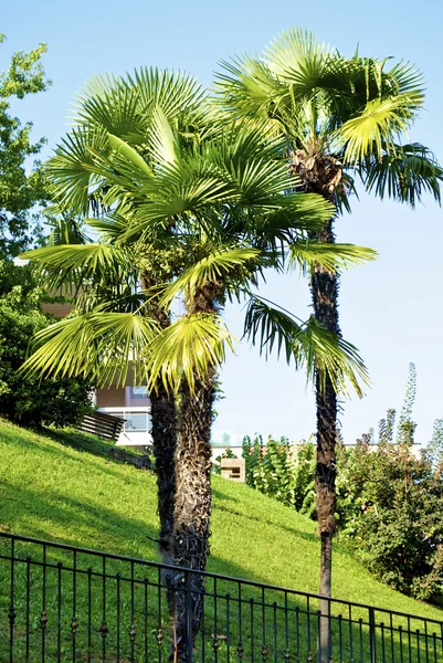 Belle palme dalla Svizzera — Foto Stock