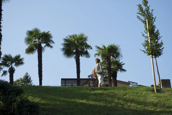 Palms — Stock Photo, Image