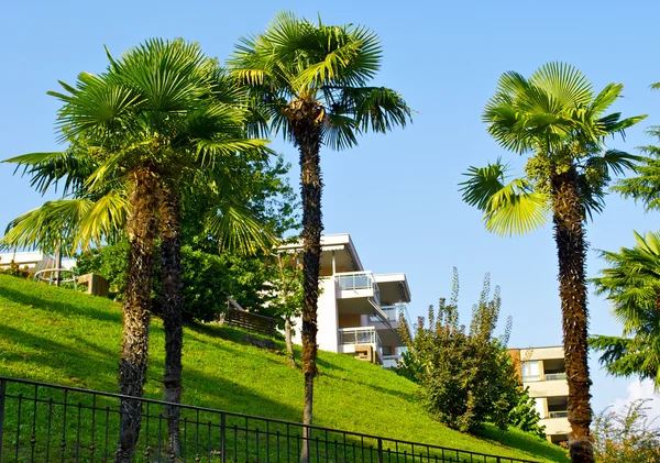 Belle palme — Foto Stock