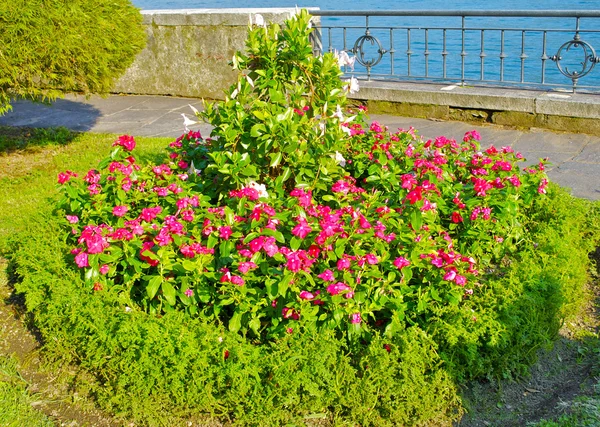 Flowerbed — Stock Photo, Image