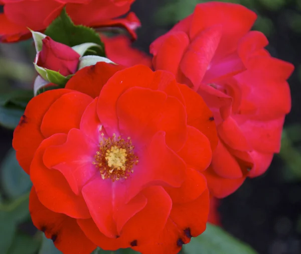 Close view of rose — Stock Photo, Image