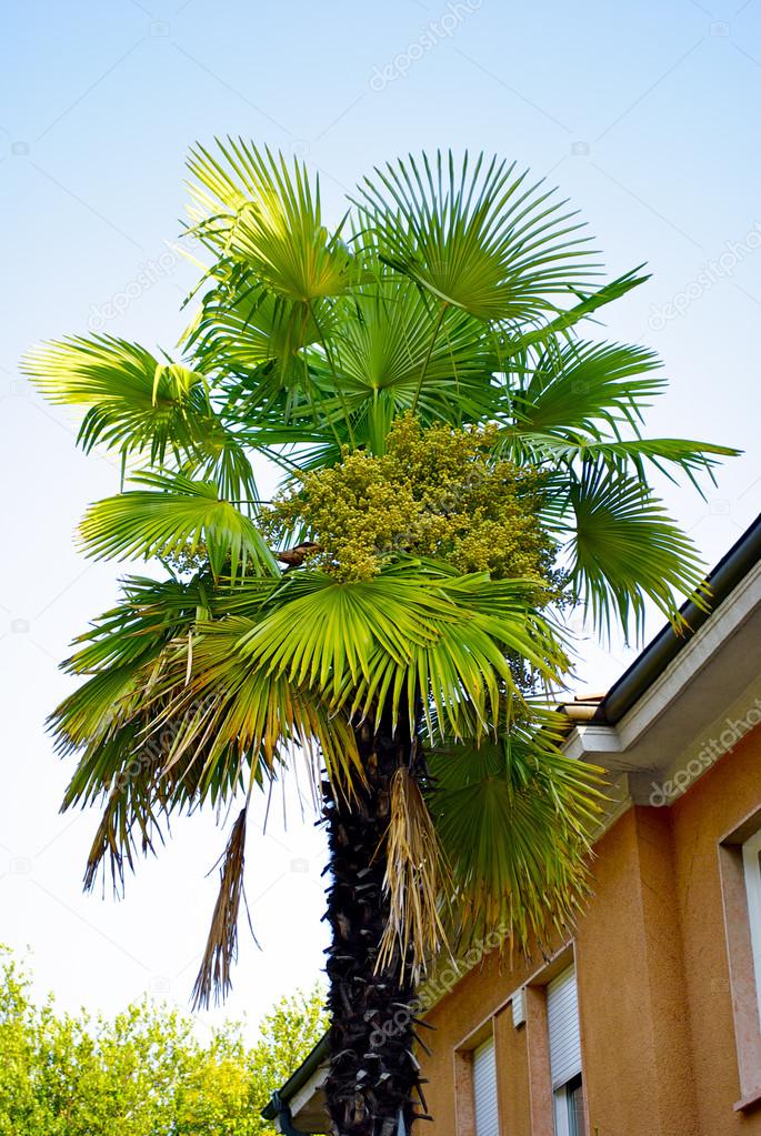 Palm near the house