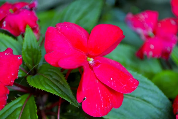 Flores hermosas rojas en Gandria, Suiza —  Fotos de Stock