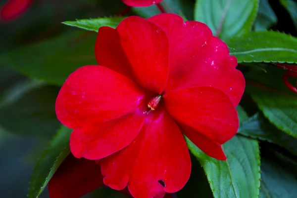 Rosso bellissimi fiori in Gandria, Svizzera — Foto Stock