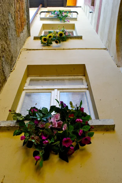 Pot met bloemen op het venster — Stockfoto