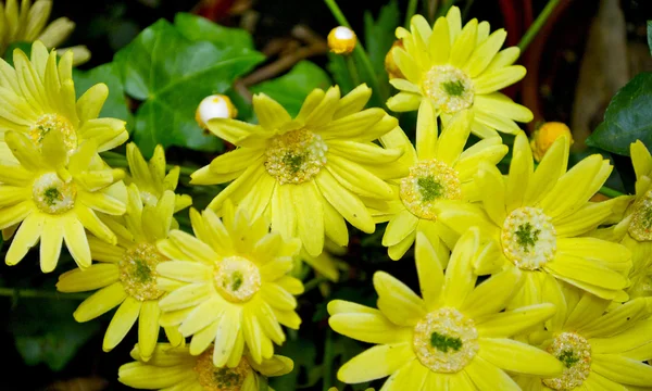 Žluté květy — Stock fotografie