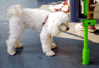 Otobüste küçük fino köpeği