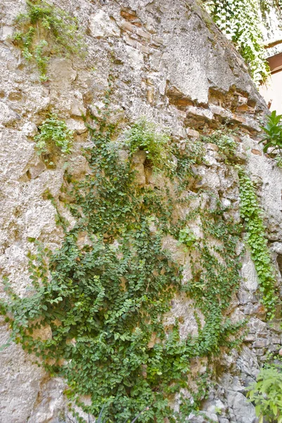 Plants on the stone — Stock Photo, Image