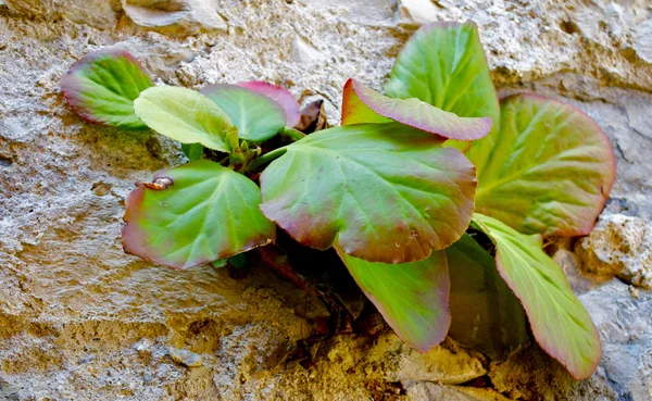 Plants on the stone wall in the town on the mountain hill called Gandria, Switzerland — Stock Photo, Image