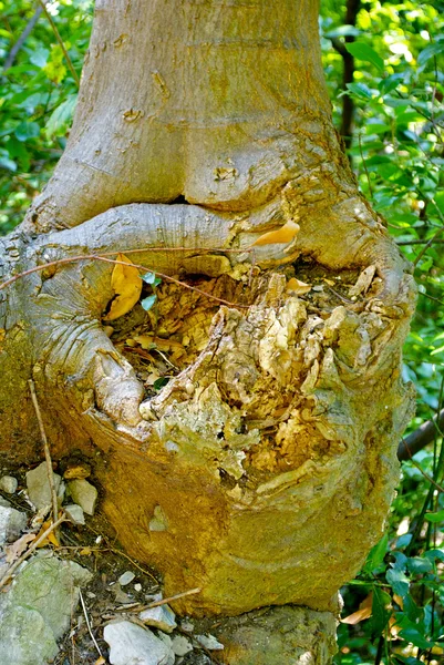 Gandria, İsviçre dağ tepe üzerinde şehrin güzel doğa görünümü adı — Stok fotoğraf