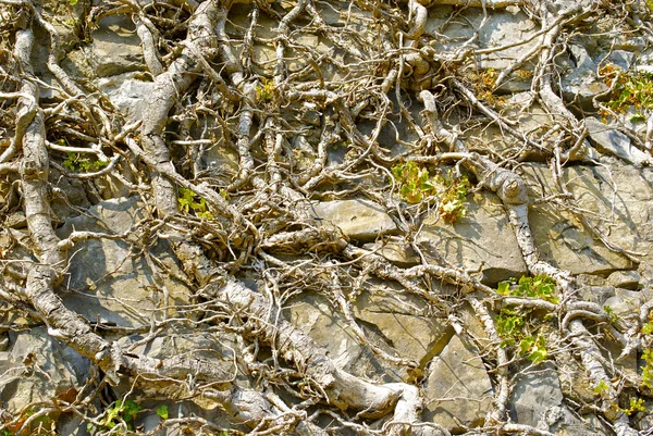 Dry tree texture — Stock Photo, Image