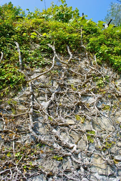 木の乾燥した枝 — ストック写真