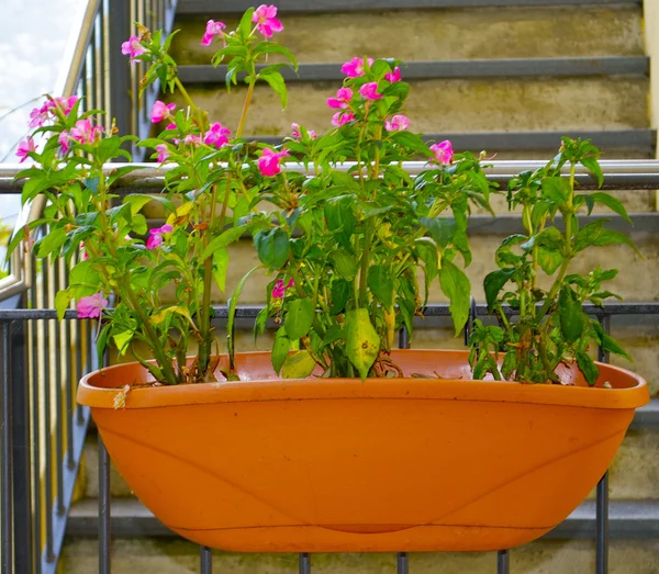 Gamle planter – stockfoto