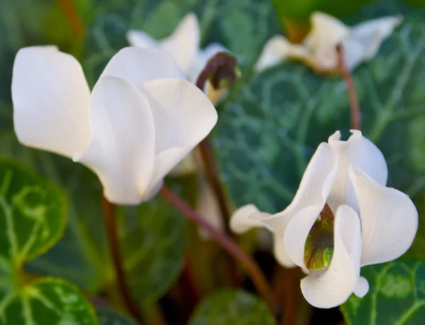 Flores blancas sobre el fondo verde —  Fotos de Stock