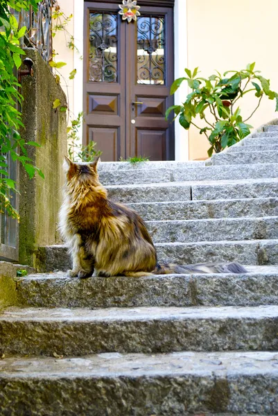 Старая кошка на лестнице — стоковое фото