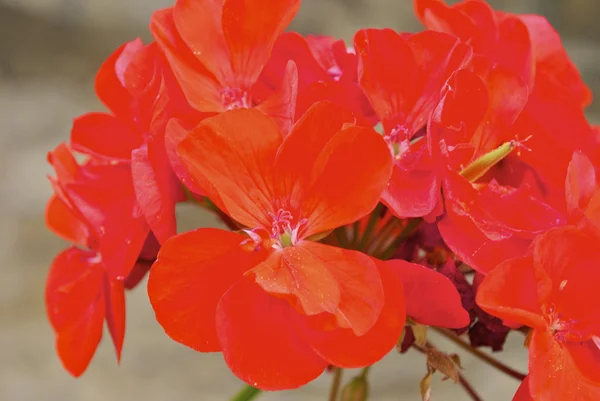 Rode bloemen van gandria, de stad op de heuvel van de berg in Zwitserland — Stockfoto