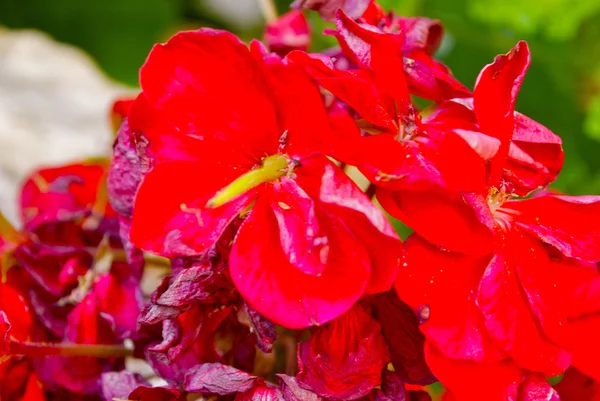 Red flowers of Gandria, the town on the mountain hill in Switzerland — Stock Photo, Image