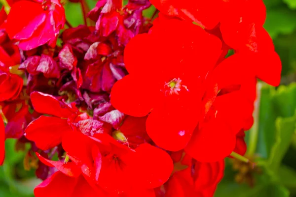 Red flowers of Gandria, the town on the mountain hill in Switzerland — Stock Photo, Image