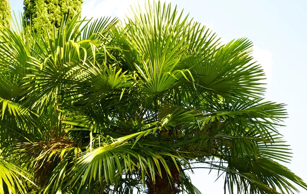 Пальмы в Гандрии — стоковое фото