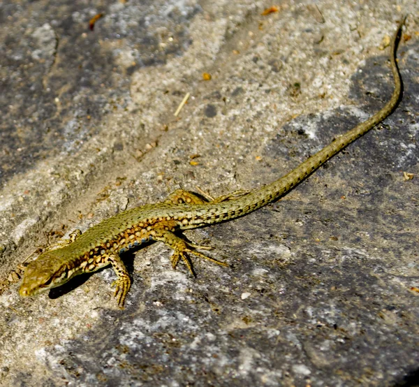 Lagarto na pedra — Fotografia de Stock