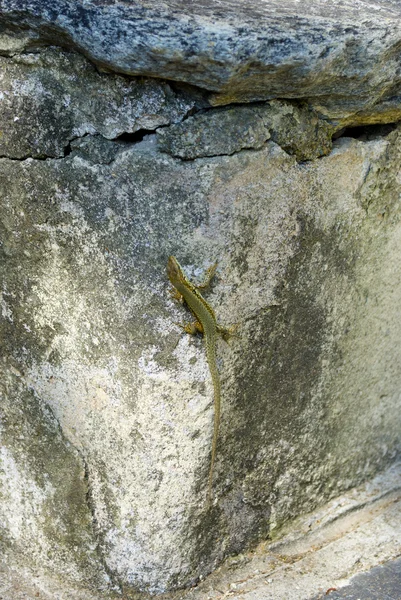 Lagarto na pedra — Fotografia de Stock