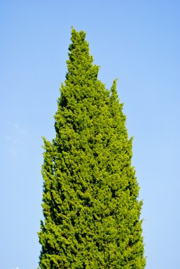 büyük ağacın önünde gökyüzüne