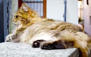 büyük şişman kedi uzanır ve rahatlatır