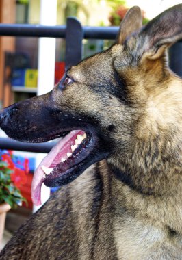 uzun bir dil ile büyük çoban