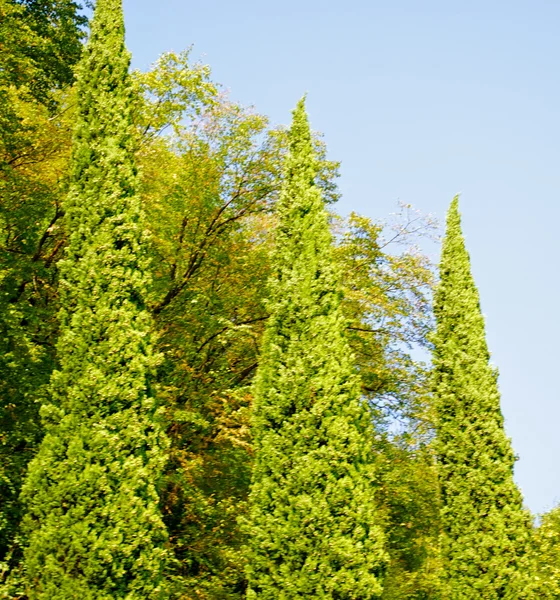 Drie bomen van verschillende grootte — Stockfoto