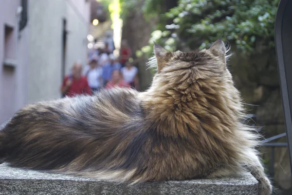 Büyük şişman kedi uzanır ve rahatlatır — Stok fotoğraf